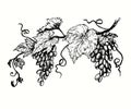 Couple bunches of grapes with leaf. Ink black and white drawing